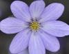 Hepatica japonica N...